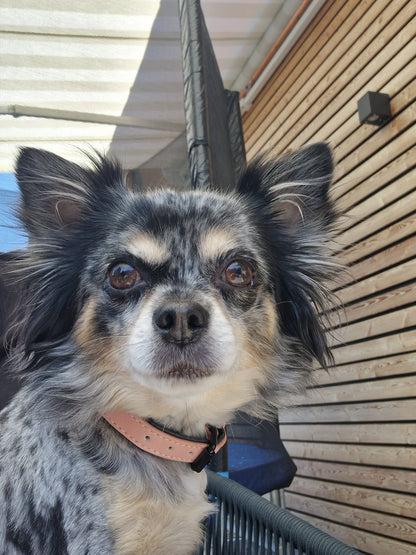 Personalisiertes Hundehalsband - Persönlichkeit und Sicherheit in einem