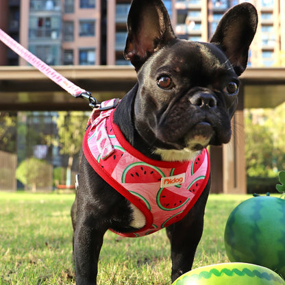 Design-Hundegeschirr Set im einzigartigen Look - Bequem, Sicher & Stilvoll