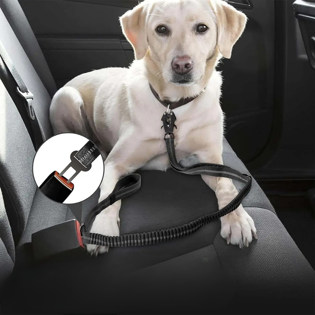 Premium Sicherheitsleine - Auto-Gurt & Heavy Duty Führleine mit Sicherheits-Karabiner
