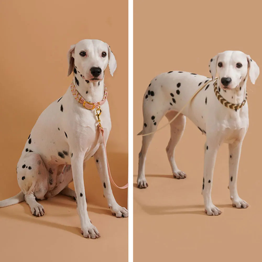 Stylisches Hundehalsband - Qualität & Designe in Perfektion